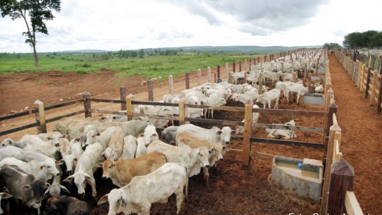 Gado Vivo: Estação de pré-embarque em Itapetinga pode reduzir custo