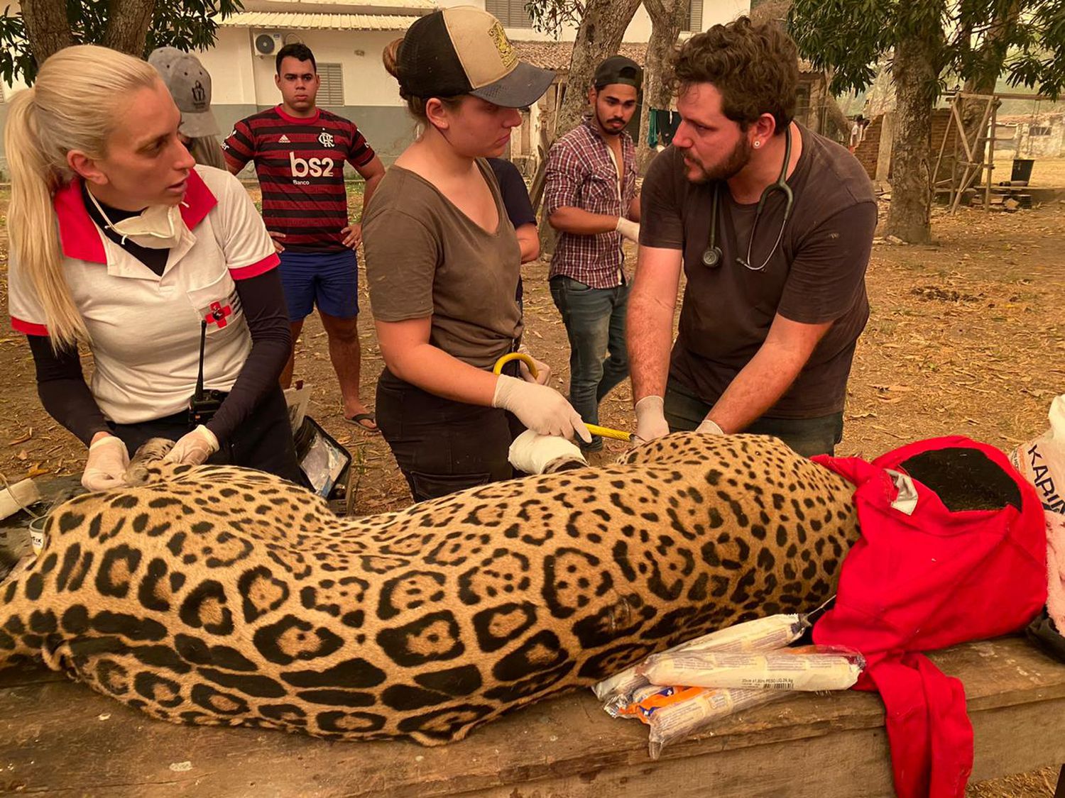 Pantanal sofre a maior devastação de sua história enquanto voluntários lutam para salvar os animais