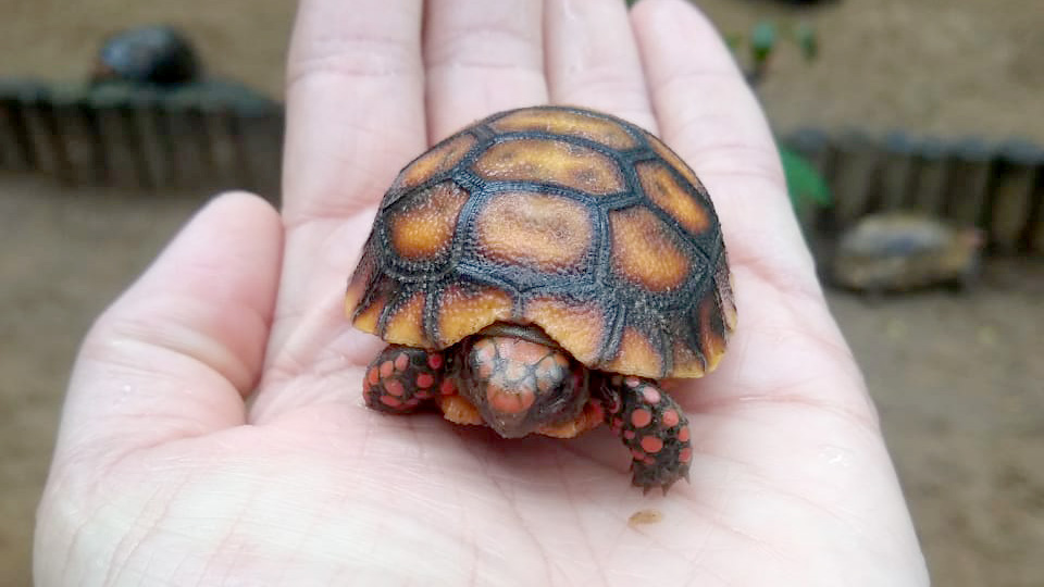 Itapetinga: Parque da Matinha registra nascimento de filhote de Jabuti