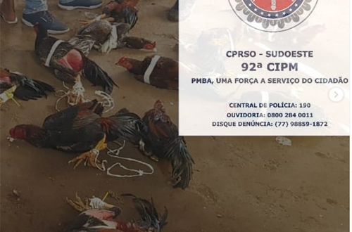 Conquista: Polícia acaba com rinha de galo em sítio