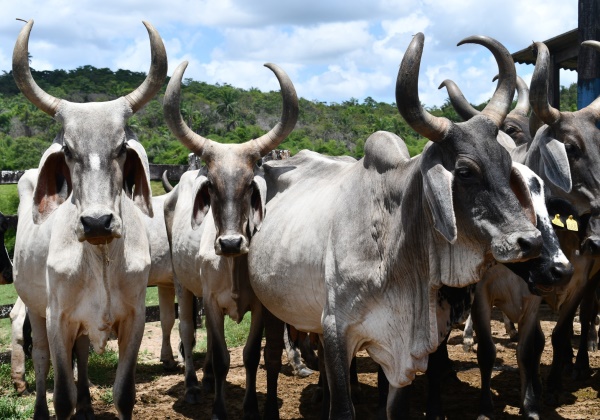 Mais de 10 milhões de animais foram vacinados contra Febre Aftosa na Bahia