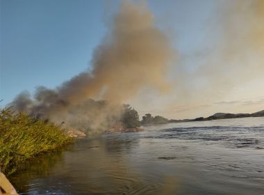 Curaçá: PM localiza 39 mil pés de maconha em ilha e destrói plantação