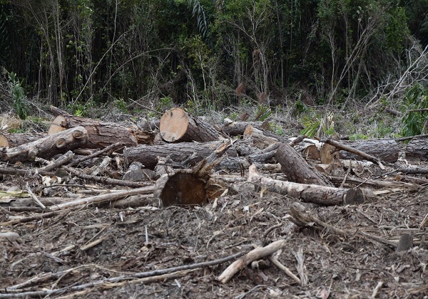 Desmatamento na Amazônia atinge pior fevereiro em 15 anos