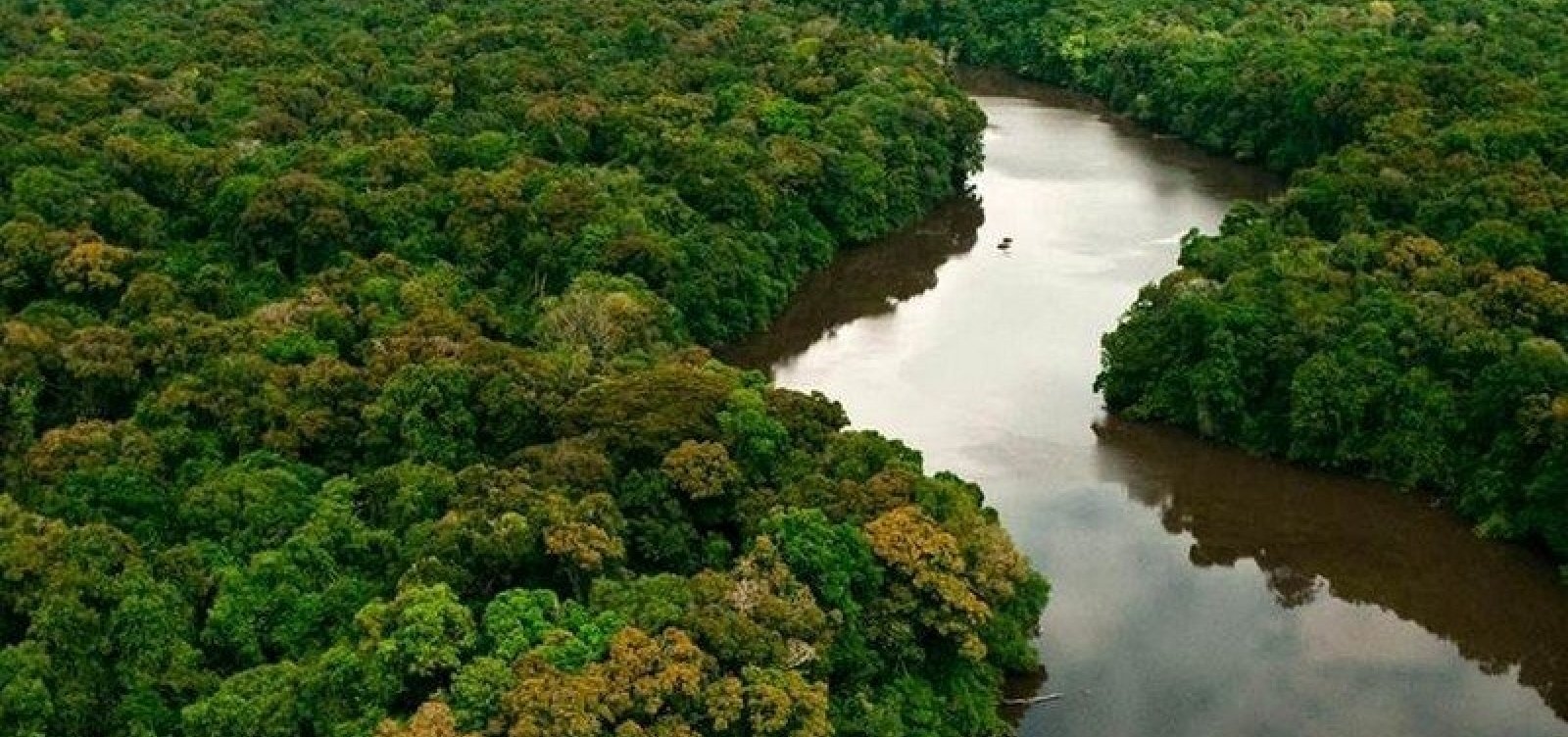 Alertas de desmatamento na Amazônia caem 66% em agosto