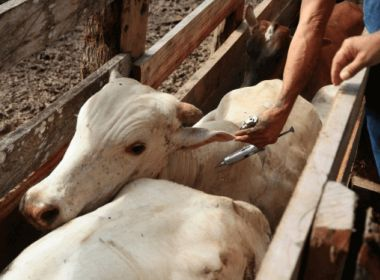2° Etapa de Vacinação Contra a Febre Aftosa abrangerá todo o rebanho baiano