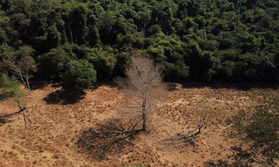 Amazônia e Cerrado batem recorde de alertas de desmatamento