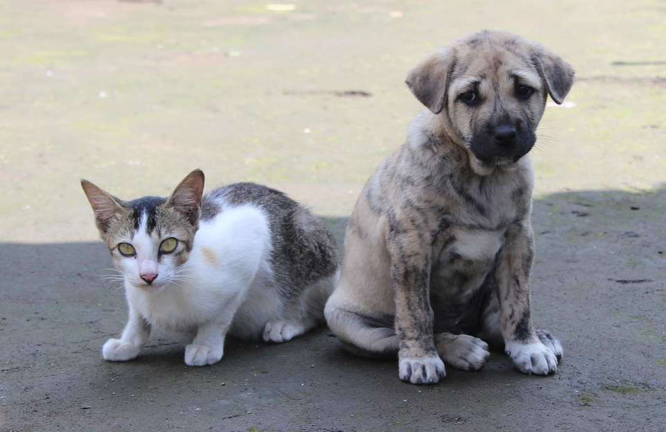 Cães e gatos terão identidade a partir de 2025: saiba como funcionará