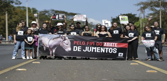 Manifestação pede fim da permissão para abate do jumento no Brasil