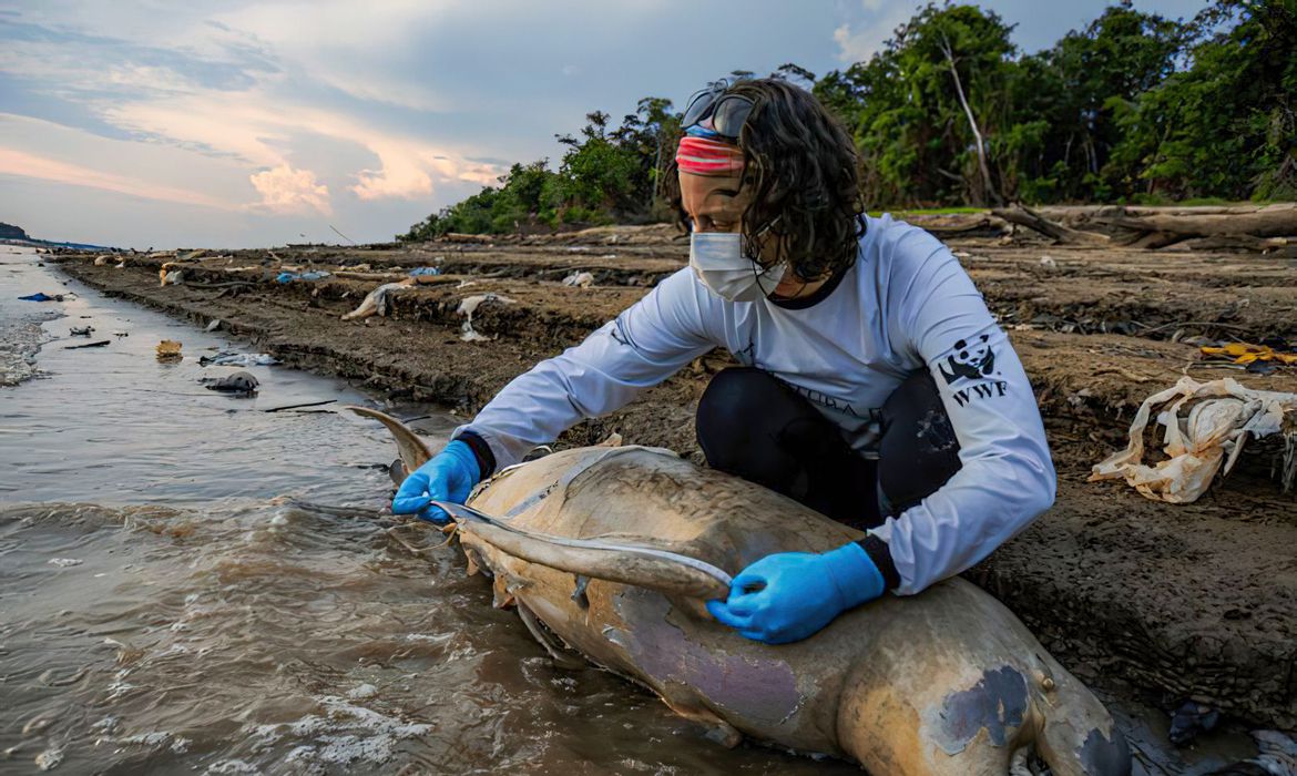 ICMBio vai apurar causas da morte de botos no Amazonas;  Equipes de veterinários e servidores foram mobilizadas