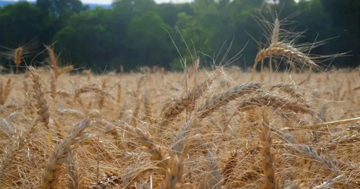 Governo Federal libera mais de R$ 330 milhões para expansão da produção de fertilizantes na Bahia