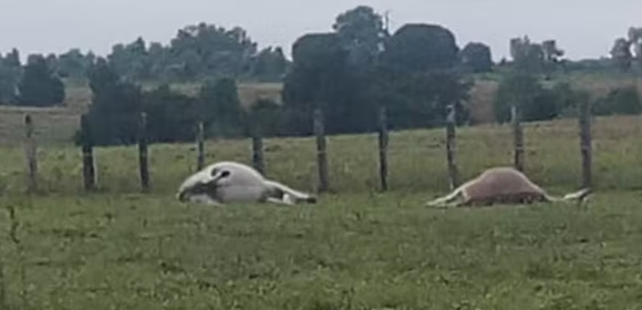 Na Bahia: Jumentos são eletrocutados por fio de alta tensão em fazenda