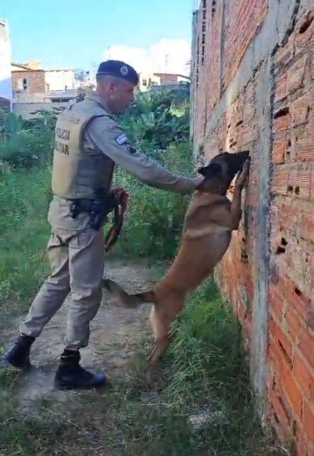 Cão Farejador da 8ª CIPM Localiza Drogas em Terreno Báldio em Itapetinga