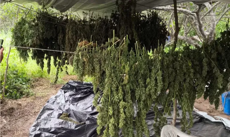 Três homens são presos com dez mil pés de maconha geneticamente modificada no norte da Bahia