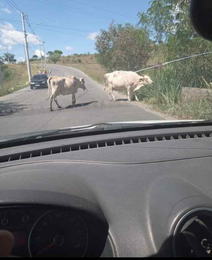 Itapetinga: Motorista Chama Atenção para o Perigo de Animais de Grande Porte Soltos em Vias Movimentadas