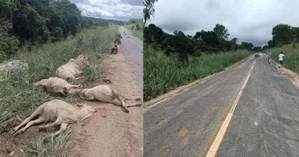 Dez animais morrem após serem atingidos por caminhão à beira de pista na Bahia