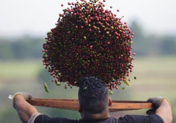 Brasil faz acordo com China que pode aumentar exportação de café