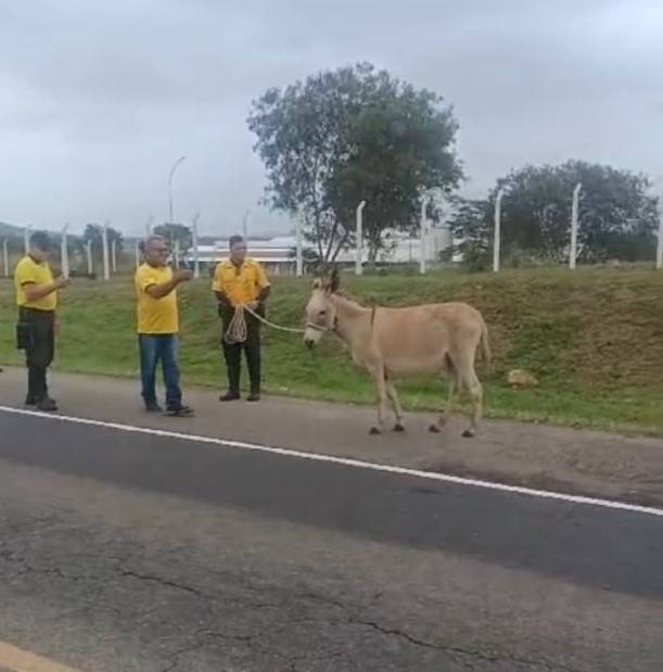 COMUTRAN Segue Apreendendo Animais Soltos No Perímetro Urbano de Itapetinga