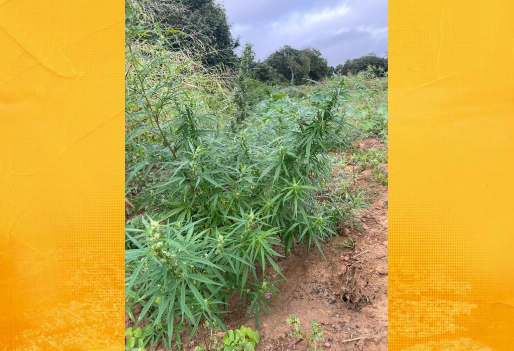 Plantação de oito mil pés de maconha é destruída pela polícia no interior da Bahia