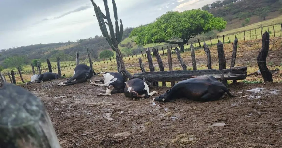 Raio mata sete animais durante tempestade em Caém, na Bahia