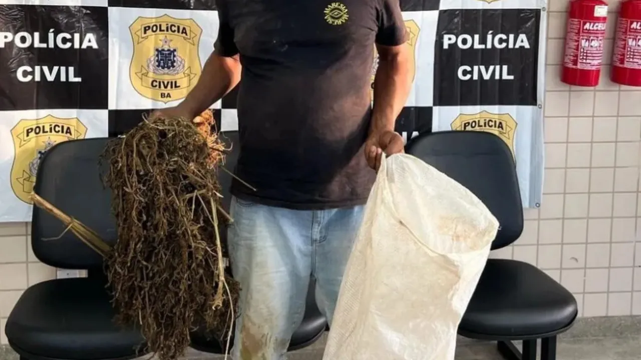 Homem é preso ao tentar furtar pés de maconha que seriam incinerados em Carinhanha